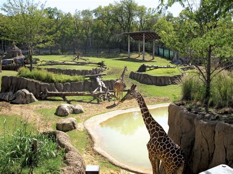 Zoo dallas - It is the oldest and largest zoological park in Texas and attracts more than a million visitors annually. In addition to the animal exhibits, the Dallas Zoo also offers a …